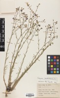 Filed as Linum austriacum L. subsp. austriacum [family LINACEAE]