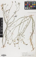 Filed as Linum austriacum L. subsp. austriacum [family LINACEAE]