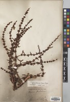 Filed as Rumex pulcher L. [family POLYGONACEAE]