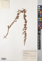Filed as Rumex dentatus L. [family POLYGONACEAE]