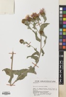 Filed as Centaurea phrygia L. subsp. stenolepis (A.Kern.) Gugler [family COMPOSITAE]
