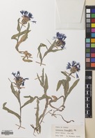 Filed as Centaurea triumfetti All. [family COMPOSITAE]