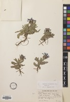 Filed as Centaurea triumfetti All. [family COMPOSITAE]