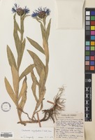 Filed as Centaurea nigrofimbria (K.Koch) Sosn. [family COMPOSITAE]