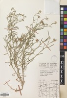 Filed as Centaurea patula DC. [family COMPOSITAE]