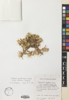 Filed as Centaurea pseudosinaica Czerep. subsp. niebuhrii Wagenitz [family COMPOSITAE]