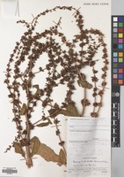 Filed as Rumex steudelii A.Br. [family POLYGONACEAE]