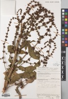 Filed as Rumex steudelii A.Br. [family POLYGONACEAE]