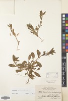 Filed as Convolvulus pentapetaloides L. [family CONVOLVULACEAE]
