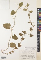 Filed as Convolvulus betonicifolius Mill. subsp. betonicifolius [family CONVOLVULACEAE]