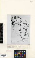 Isotype of Convolvulus amoenus K.Koch [family CONVOLVULACEAE]