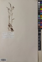 Filed as Rumex acetosella L. [family POLYGONACEAE]