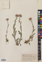 Filed as Erigeron caucasicus Steven subsp. venustus (Botsch.) Grierson [family COMPOSITAE]