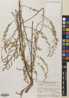 Filed as Artemisia tschernieviana Besser [family COMPOSITAE]
