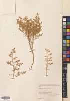 Filed as Artemisia herba-alba Asso [family COMPOSITAE]