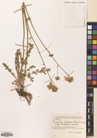 Filed as Tanacetopsis eriobasis (Rech.f.) Kovalevsk. [family COMPOSITAE]