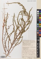 Filed as Artemisia scoparia Waldst. & Kit. [family COMPOSITAE]