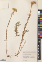 Filed as Achillea micrantha M.Bieb. [family COMPOSITAE]