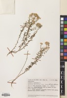 Filed as Achillea tenuifolia Lam. [family COMPOSITAE]