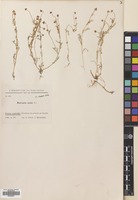 Filed as Matricaria aurea (Loefl.) Sch.Bip. [family COMPOSITAE]