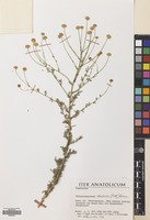 Filed as Matricaria decipiens (Fisch. & Mey.) Koch [family COMPOSITAE]