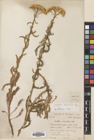 Filed as Achillea biebersteinii Afan. [family COMPOSITAE]