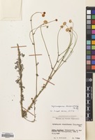 Filed as Tripleurospermum disciforme (C.A.Mey) Sch-Bip. [family COMPOSITAE]