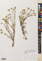 Filed as Pegolettia senegalensis Cass. [family COMPOSITAE]