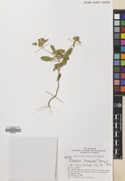 Filed as Flaveria trinervia (Spreng.) Mohr [family COMPOSITAE]