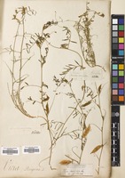 Filed as Vicia peregrina L. [family LEGUMINOSAE]