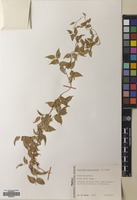 Filed as Asparagus asparagoides (L.) Wight [family ASPARAGACEAE]