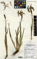 Holotype of Iris cuniculiformis Noltie & K.Y.Guan [family IRIDACEAE]