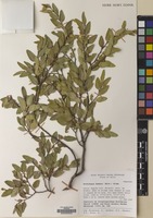 Filed as Nothofagus dombeyi (Mirb.) Oerst. [family NOTHOFAGACEAE]