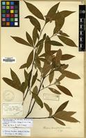 Isotype of Photinia lancifolia Rehder & E.H. Wilson [family ROSACEAE]