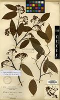 Isotype of Photinia schneideriana Rehd. et Wils. [family ROSACEAE]