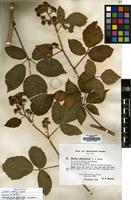 Isolectotype of Rubus murrayi Sudre [family ROSACEAE]