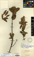 Type of Maesa singuliflora H. Lev. [family MAESACEAE]