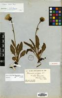 Type of Hieracium insigne Backh. [family COMPOSITAE]
