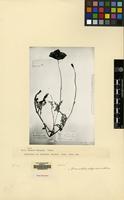 Type of Papaver ambiguum Popov [family PAPAVERACEAE]