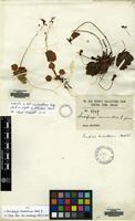 Type of Saxifraga dumetorum Balf.f. [family SAXIFRAGACEAE]