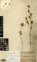Isotype of Hygrophila affinis Lindau [family ACANTHACEAE]