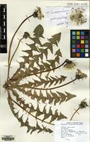Filed as Taraxacum huelphersianum Dahlst. [family COMPOSITAE]