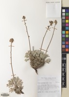 Filed as Acaena splendens Hook. & Arn. [family ROSACEAE]