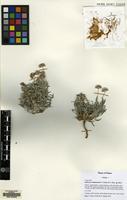 Isotype of Pulicaria samhanensis N.Kilian & P.Hein [family COMPOSITAE]
