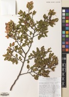 Filed as Nothofagus antarctica (G.Forst.) Oerst. [family NOTHOFAGACEAE]