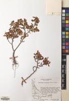 Filed as Nothofagus antarctica (G.Forst.) Oerst. [family NOTHOFAGACEAE]