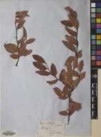 Filed as Nothofagus obliqua (Mirb.) Blume [family NOTHOFAGACEAE]