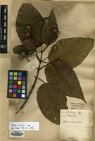 Isosyntype of Adina indivisa Lace [family RUBIACEAE]