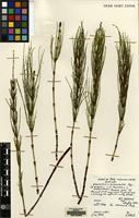 Isotype of Equisetum rothmaleri C.N.Page [family EQUISETACEAE]