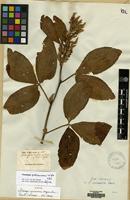 Syntype of Flemingia grahamiana Wight & Arn. [family LEGUMINOSAE]